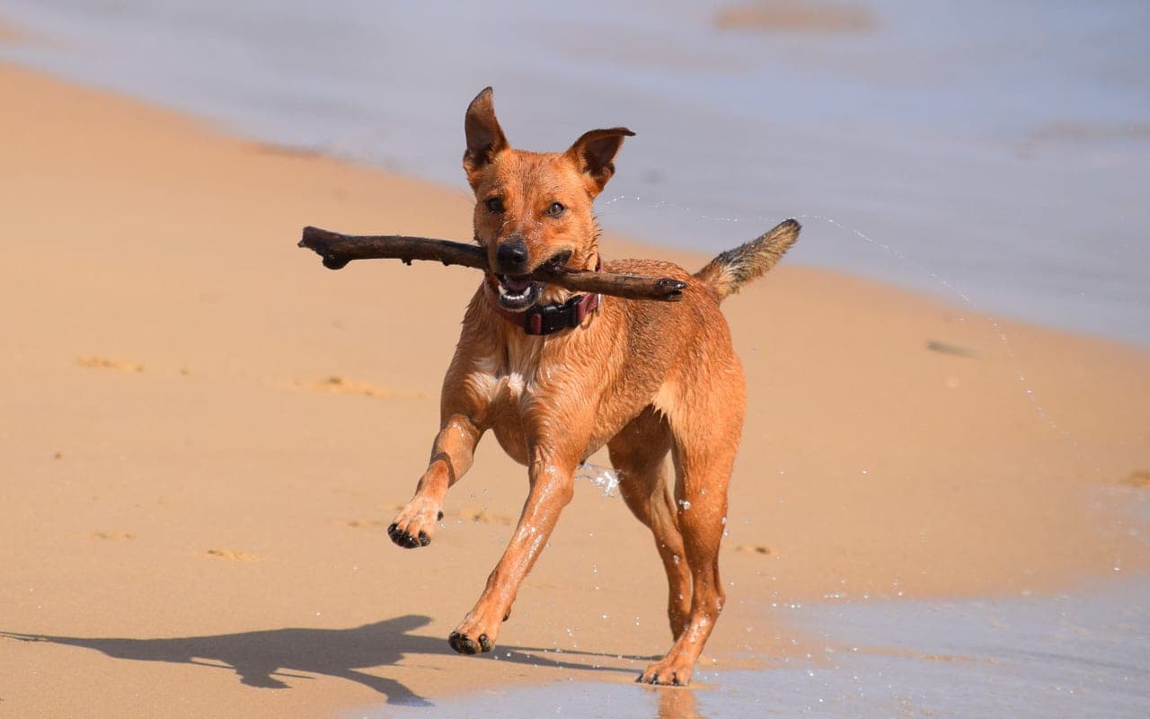 Manchester Terrier (Standard) — photo by Gili Pup (Pexels)