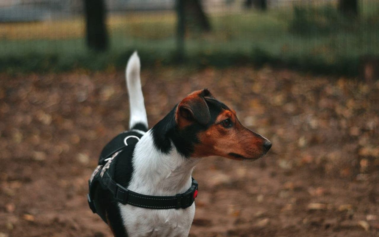 Manchester Terrier (Toy)