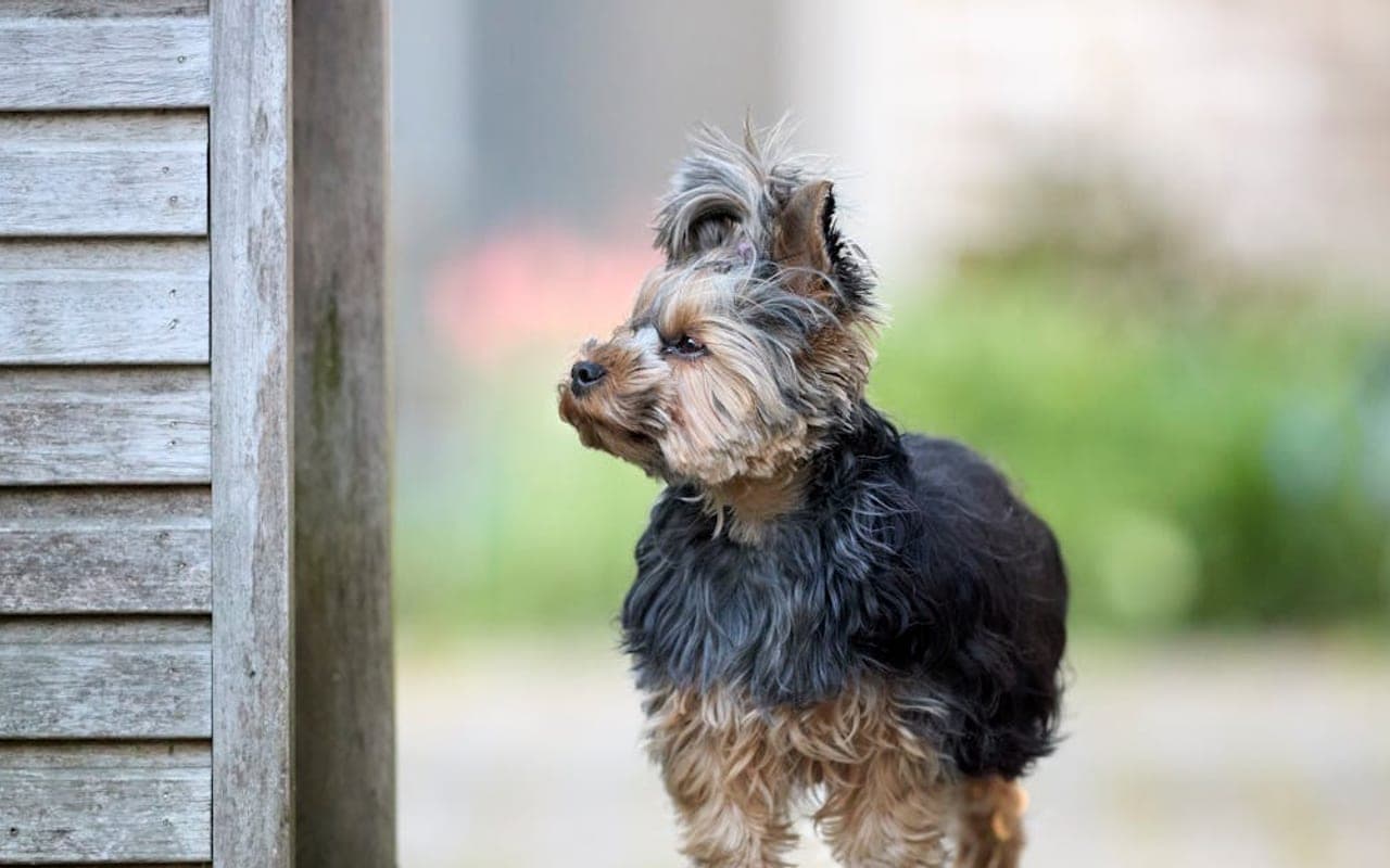 Manchester Terrier (Toy) — gallery 3