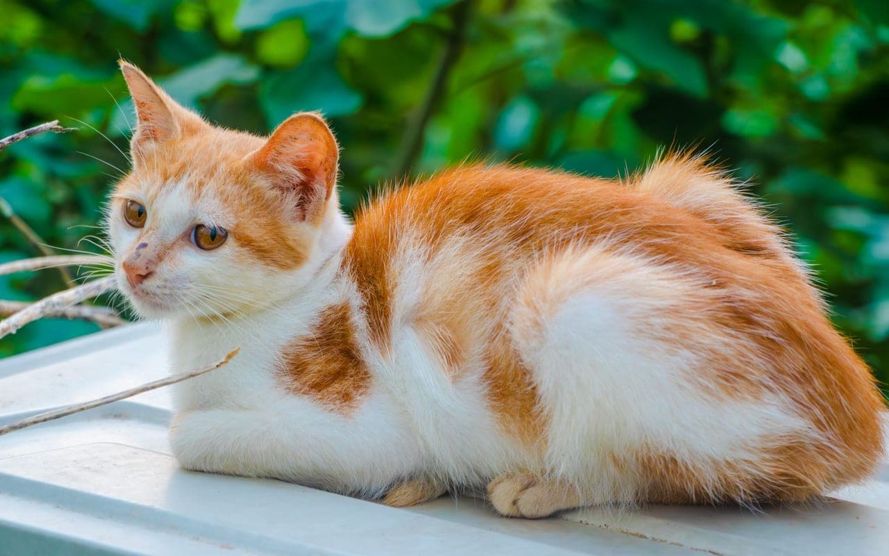 Manx cat breed portrait