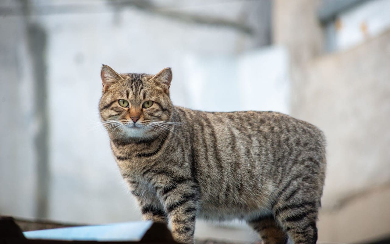 Manx — photo by 大 董 (Pexels)