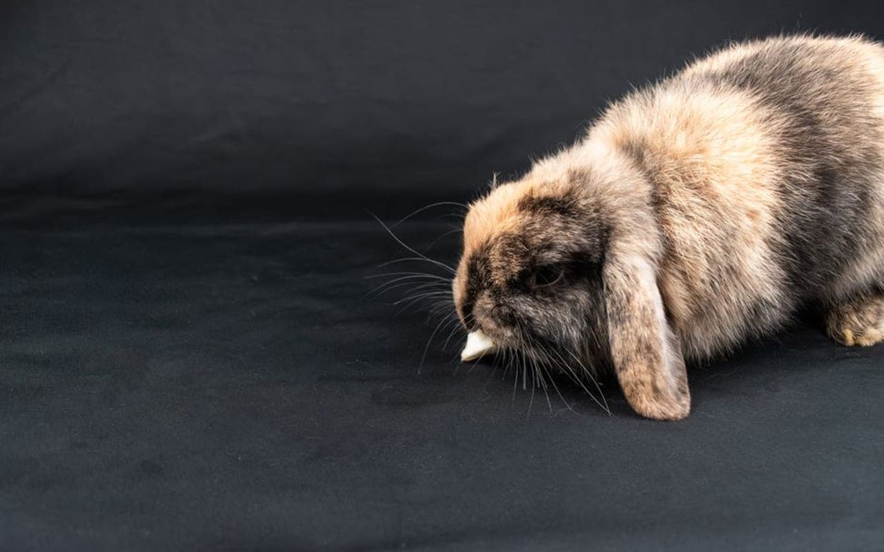Mini Lop — gallery 0 (Pexels)