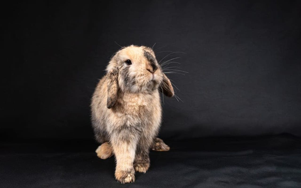 Mini Rex — gallery 1 (Pexels)