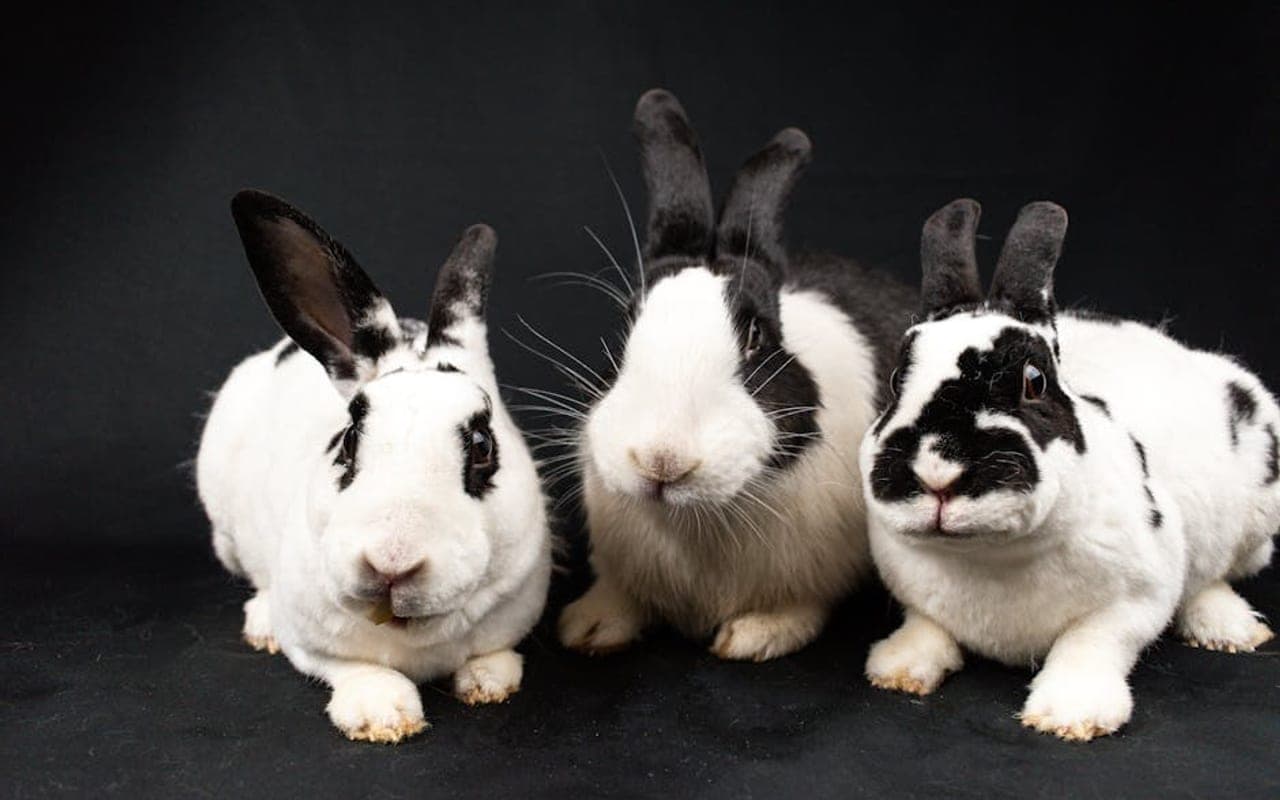 Mini Rex — gallery 2 (Pexels)