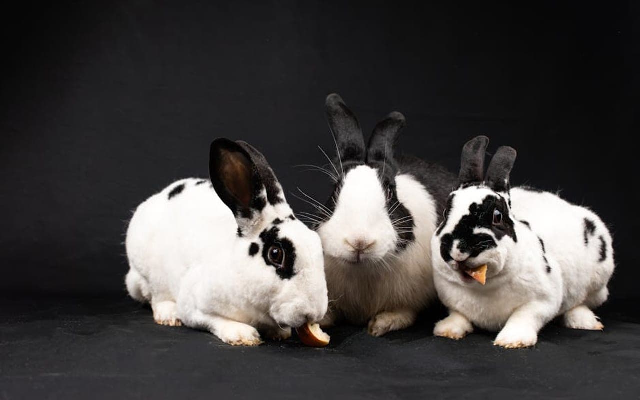 Mini Rex — gallery 3 (Pexels)