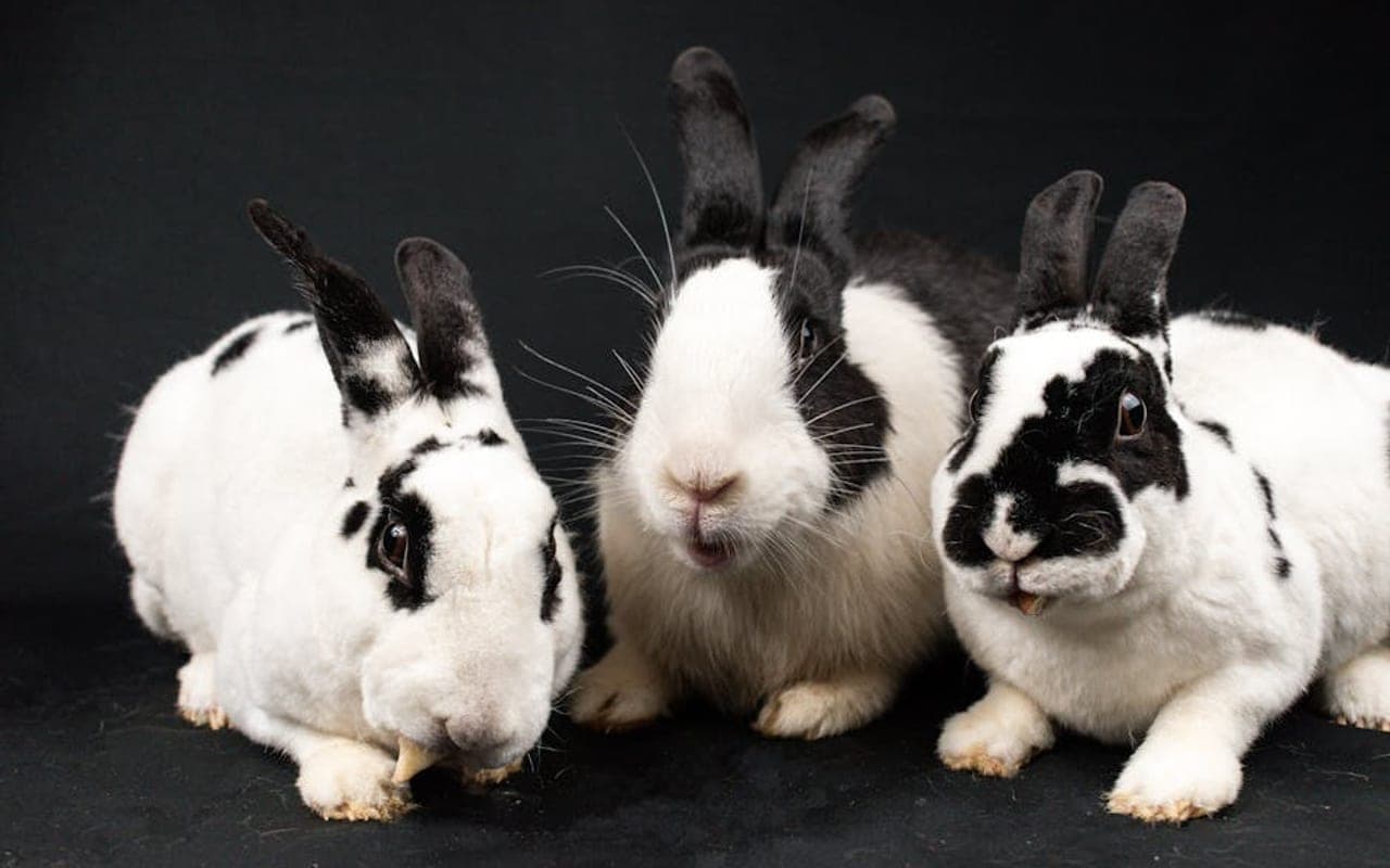 Mini Rex — gallery 4 (Pexels)