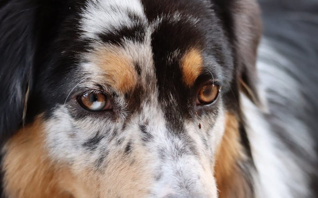 Miniature American Shepherd