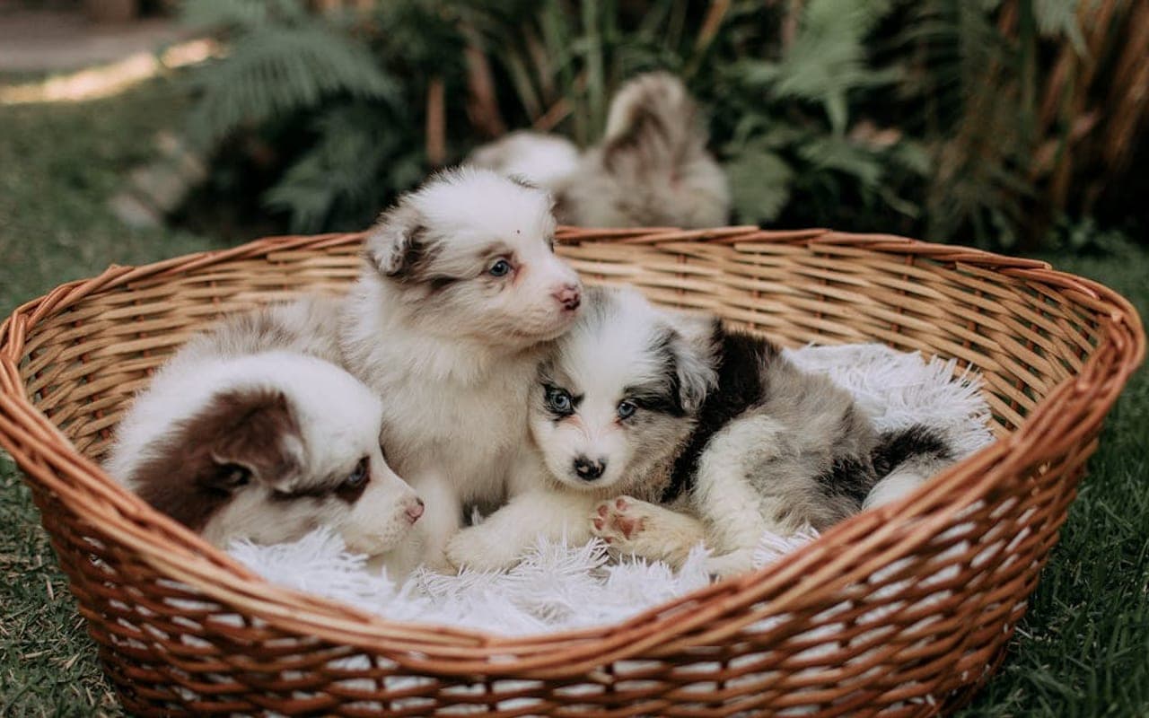 Miniature American Shepherd — gallery 2