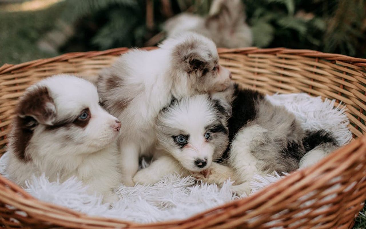 Miniature American Shepherd — gallery 3