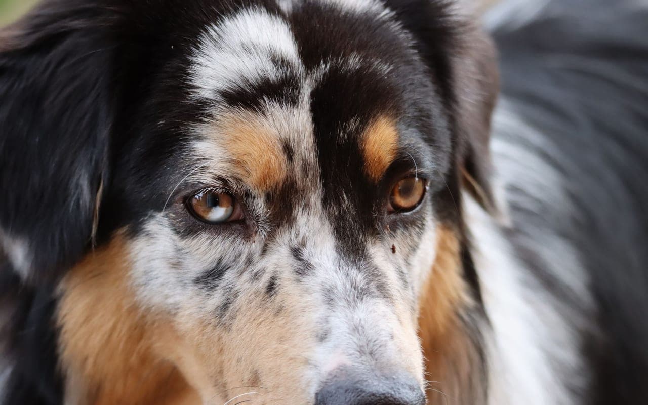 Miniature American Shepherd — photo by patrice schoefolt (Pexels)