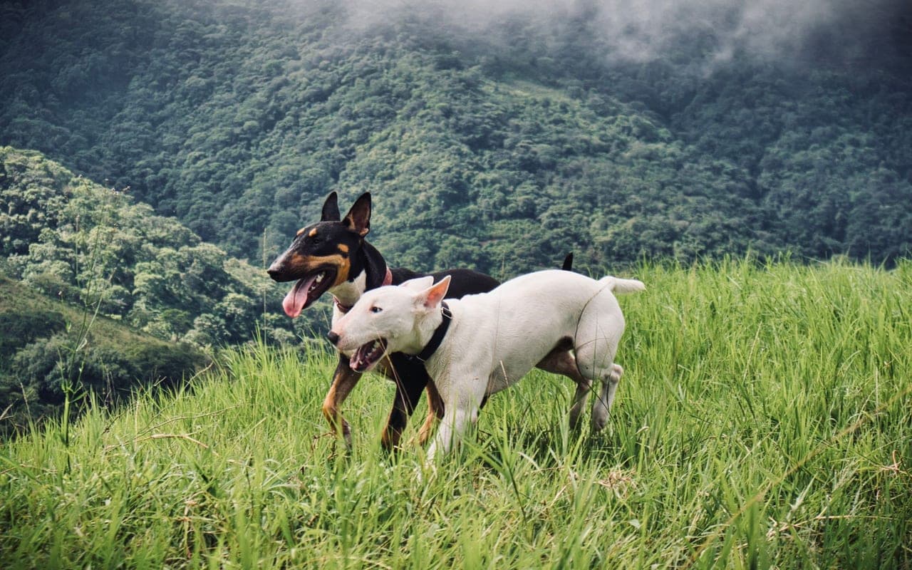 Miniature Bull Terrier — photo by Kenny Fotos CR (Pexels)
