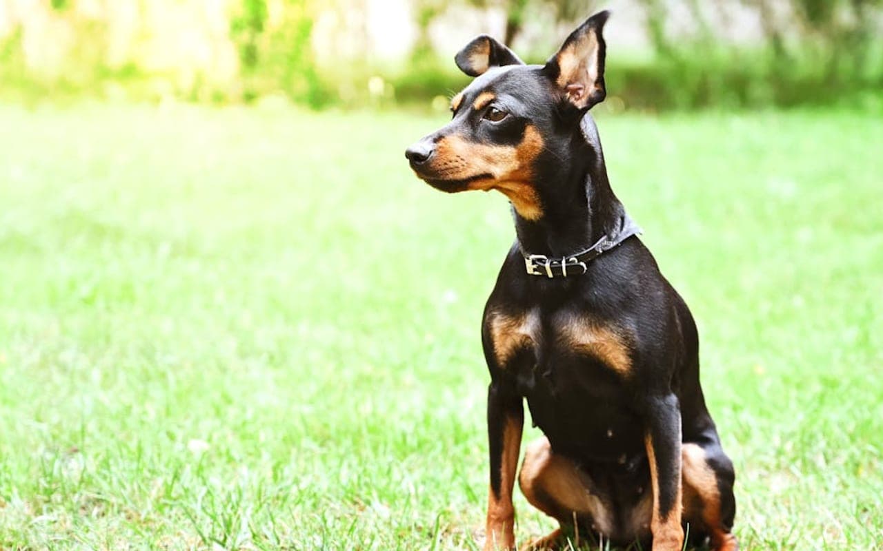 Miniature Pinscher