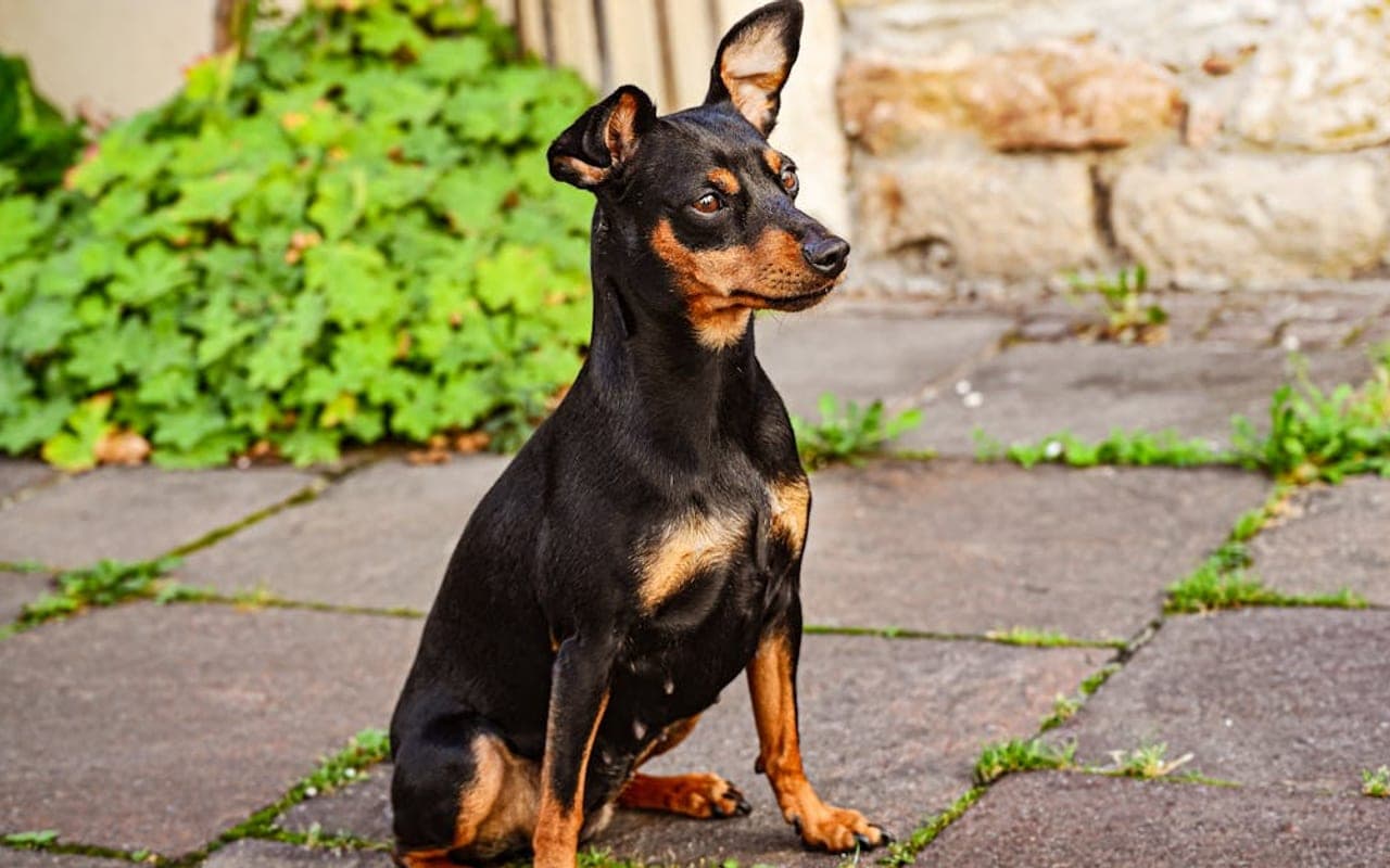 Miniature Pinscher — gallery 2