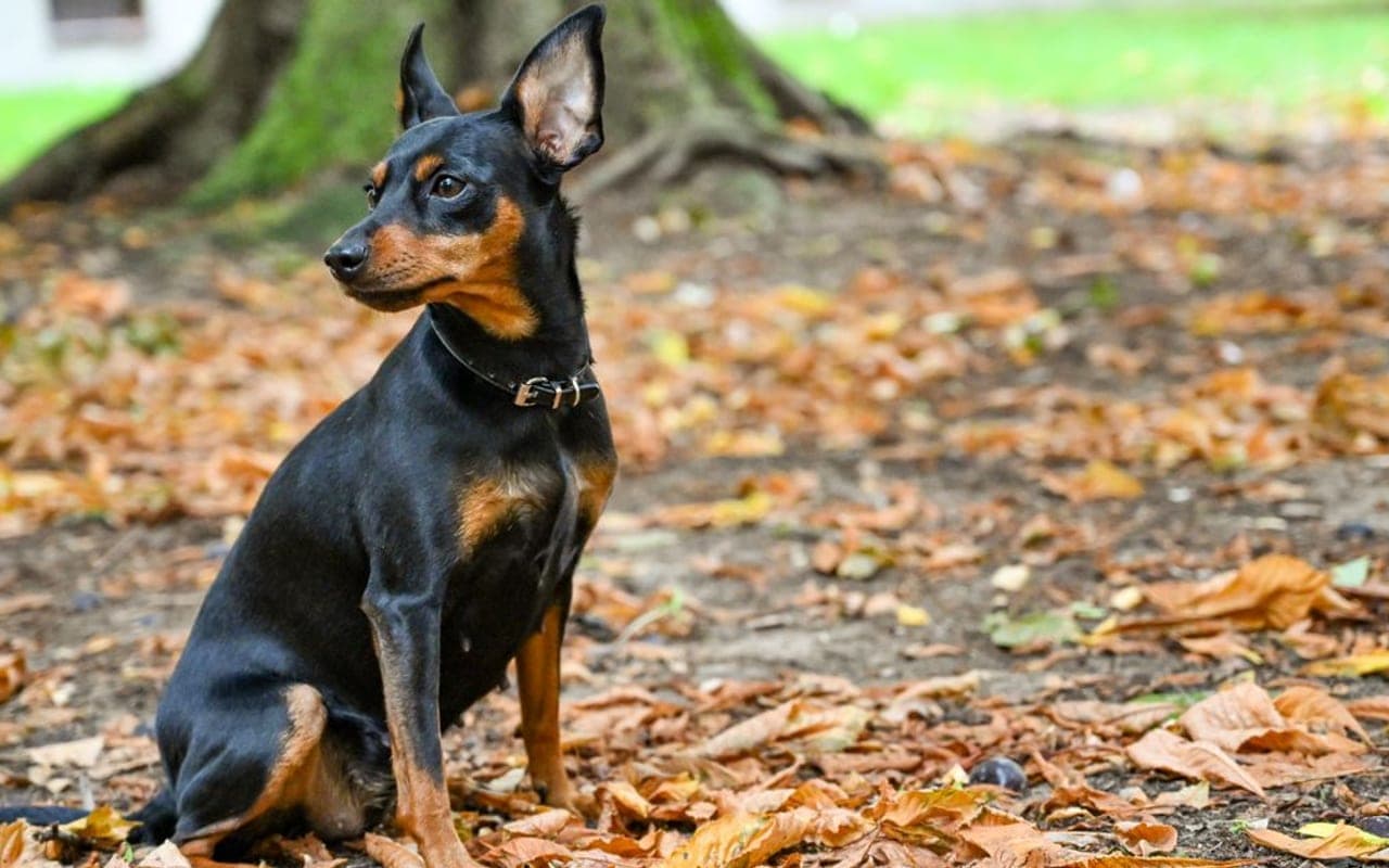 Miniature Pinscher — gallery 3
