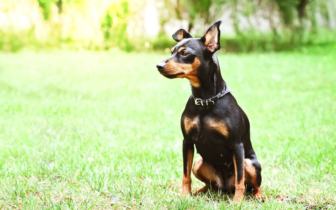 Miniature Pinscher — photo by adrian vieriu (Pexels)