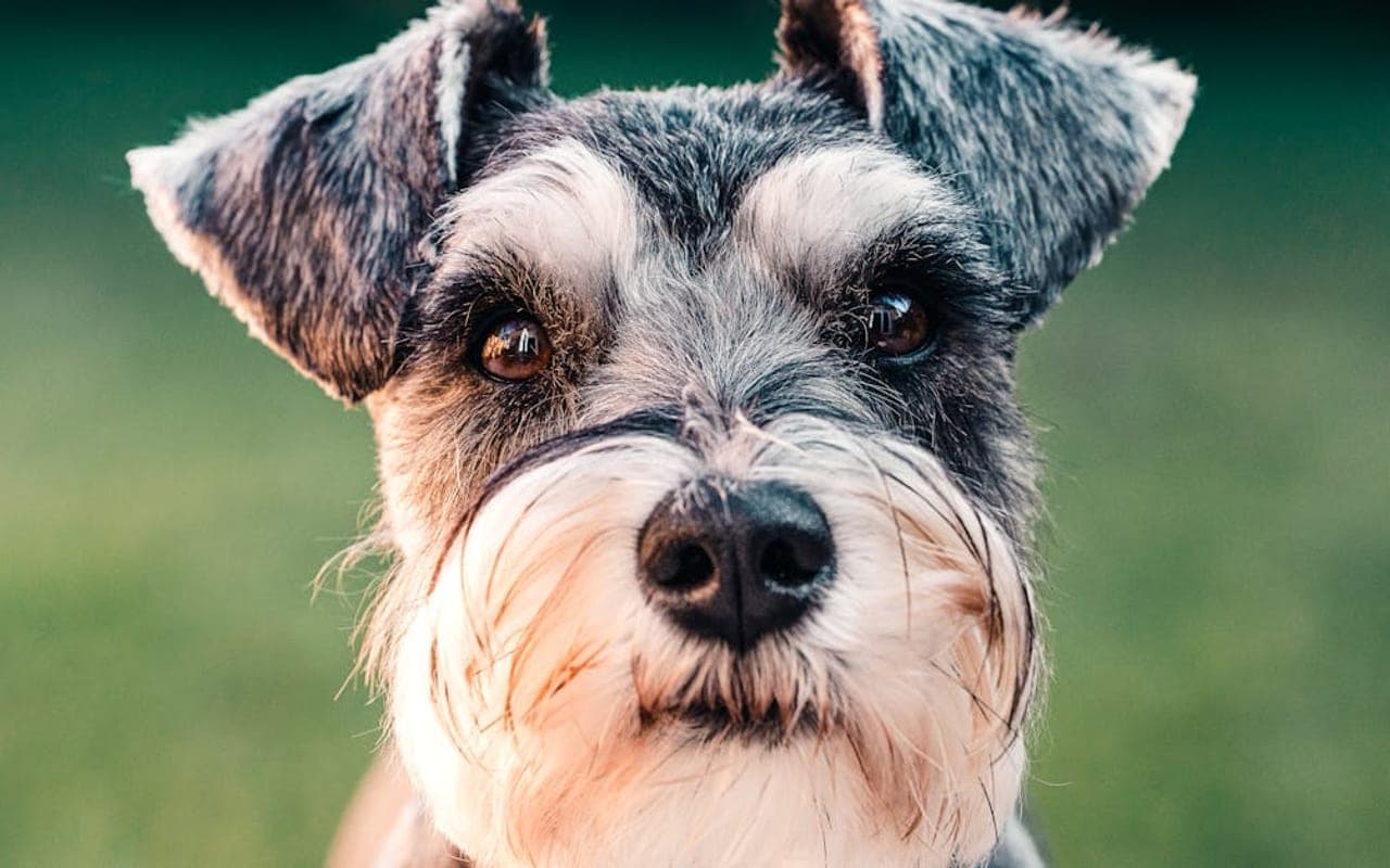 Miniature Schnauzer
