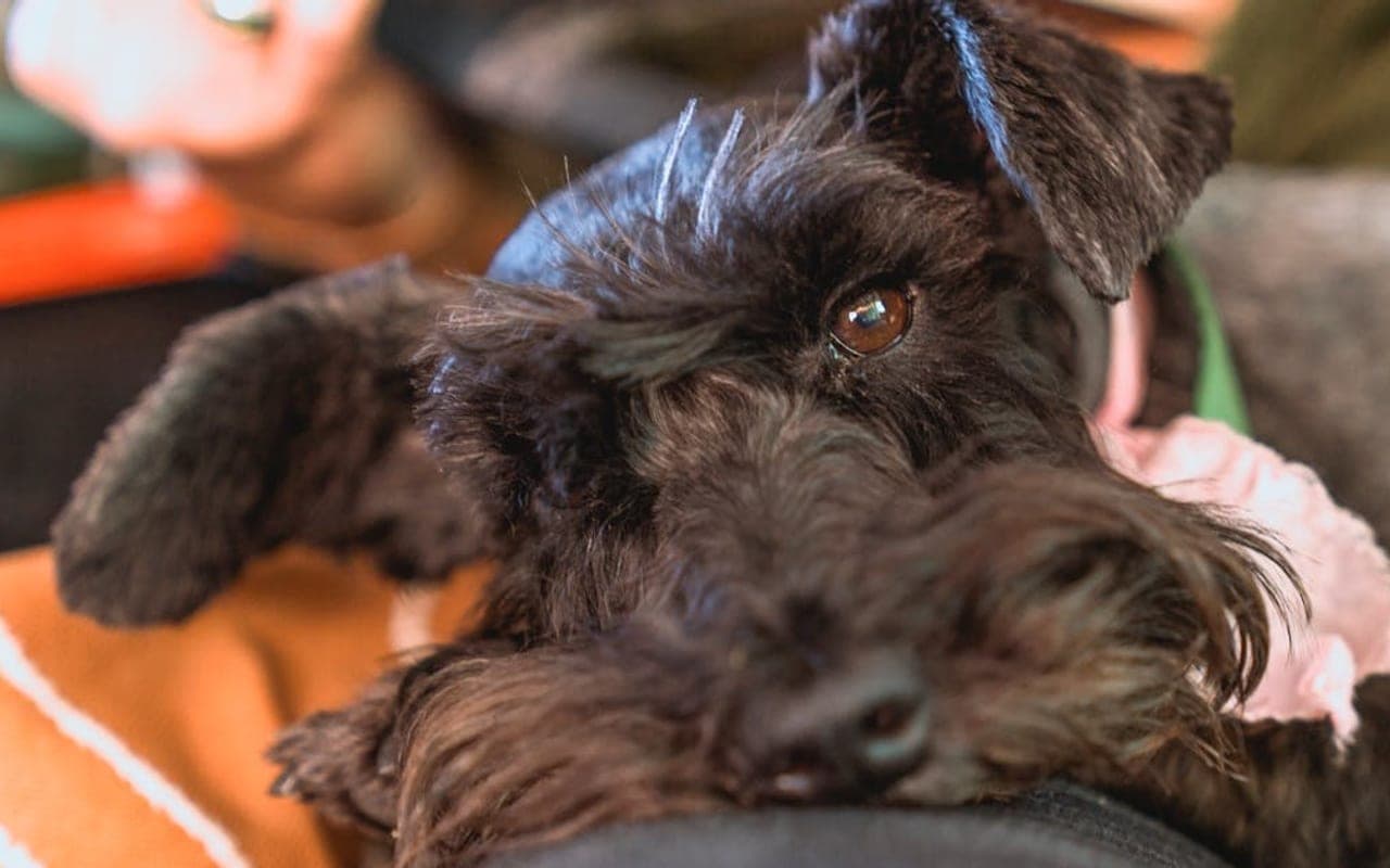 Miniature Schnauzer — gallery 2
