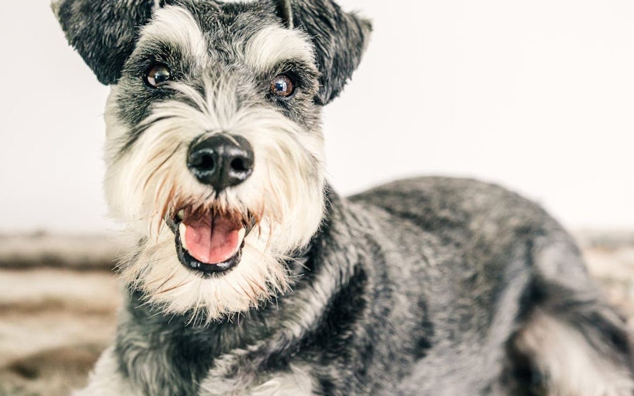 Miniature Schnauzer — gallery 3