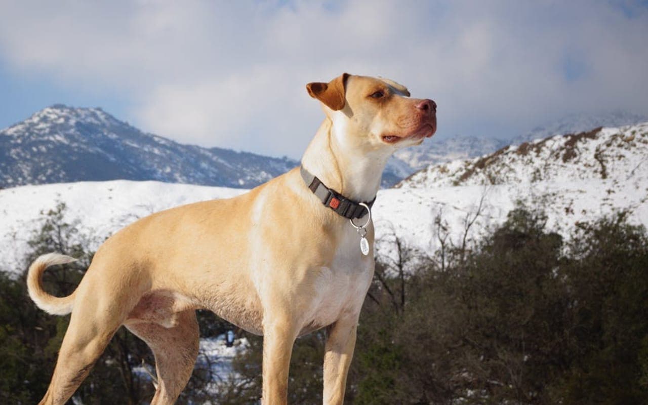 Mountain Cur dog breed portrait