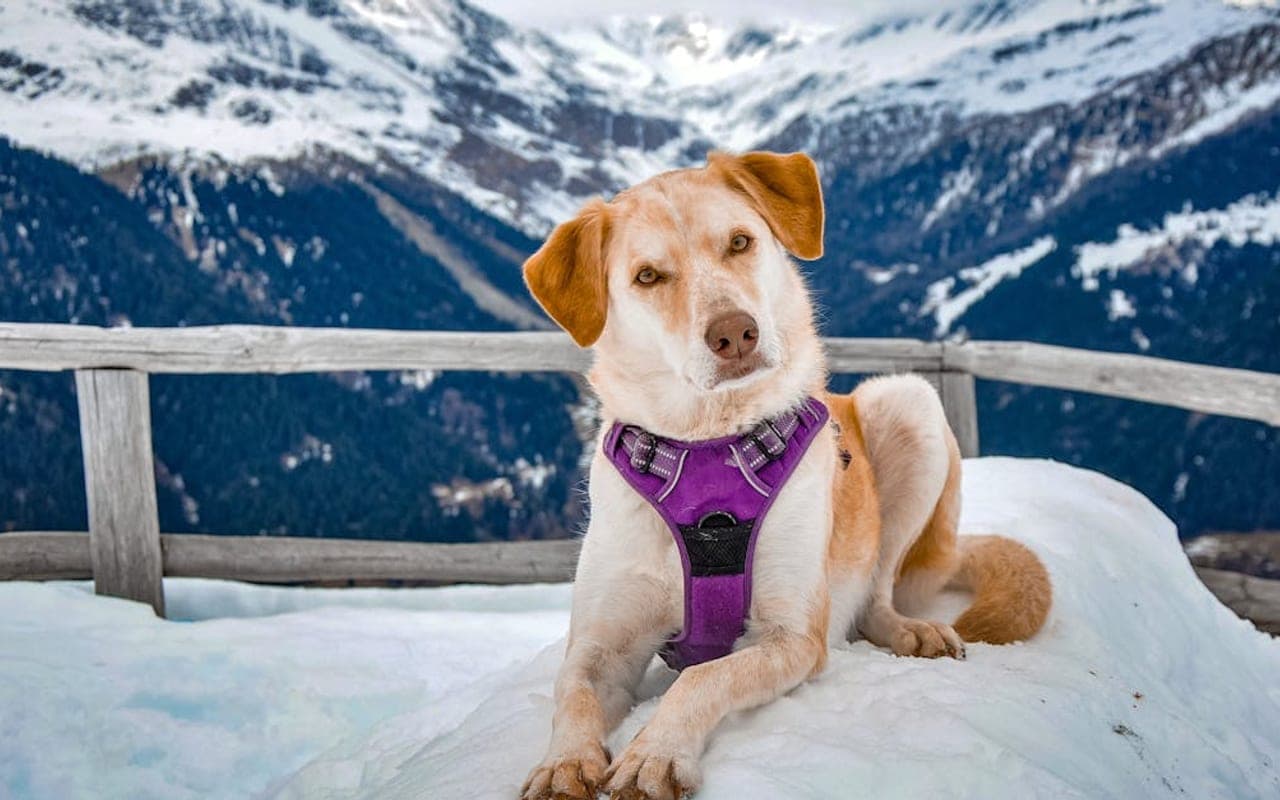 Mountain Cur — gallery 2
