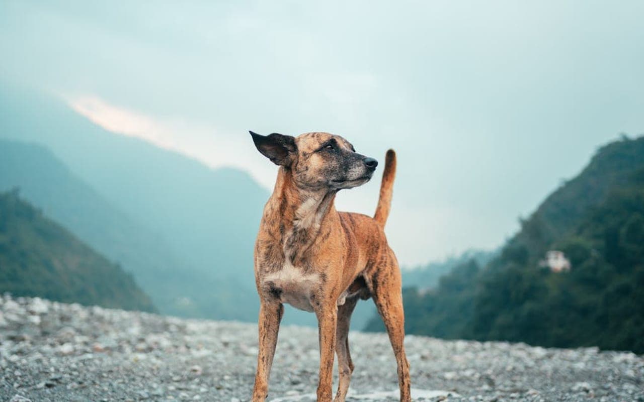 Mountain Cur — gallery 3