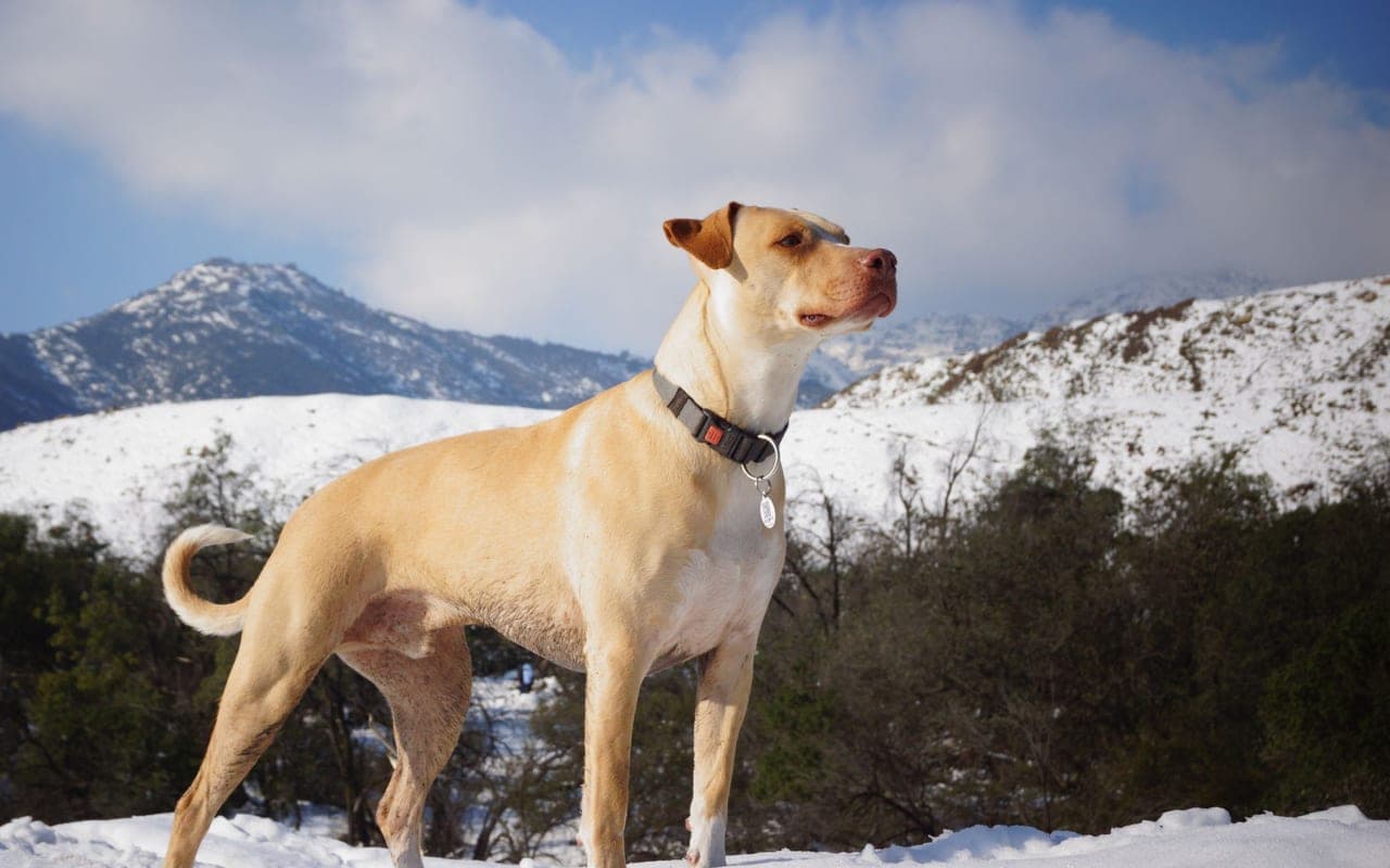 Mountain Cur — photo by Leonardo Merlo (Pexels)