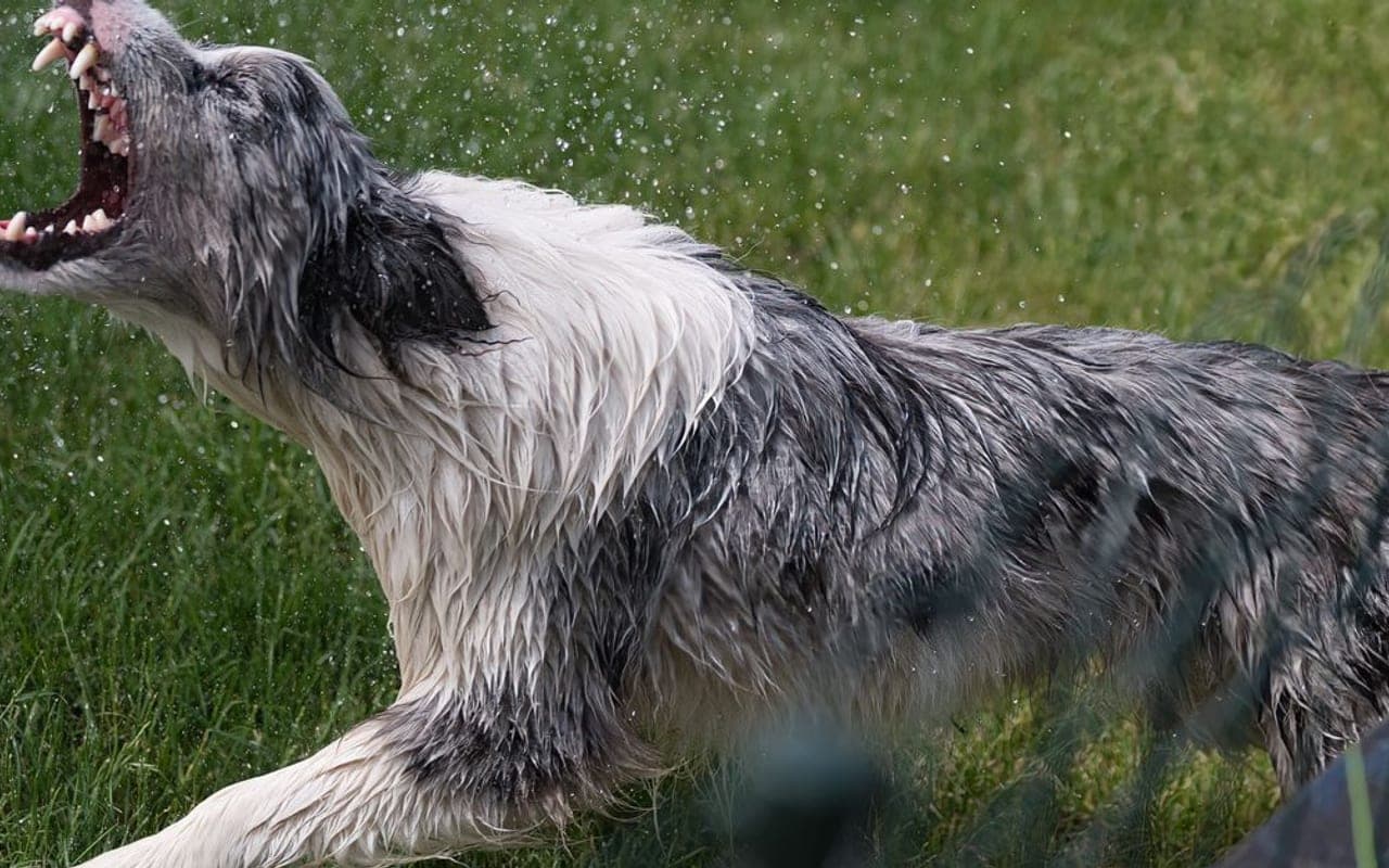 Mudi dog breed portrait
