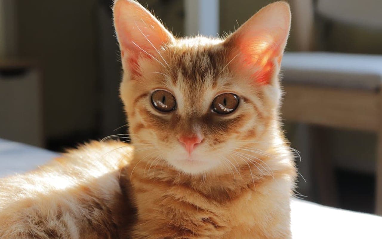 Munchkin cat breed portrait