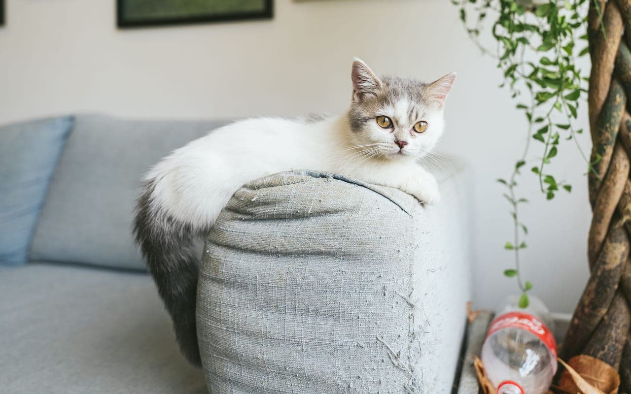 Munchkin — photo by Tranmautritam (Pexels)