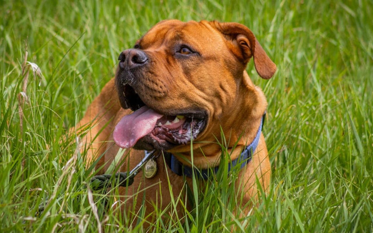 Neapolitan Mastiff — gallery 2