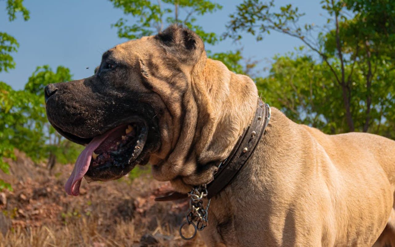 Neapolitan Mastiff — gallery 3