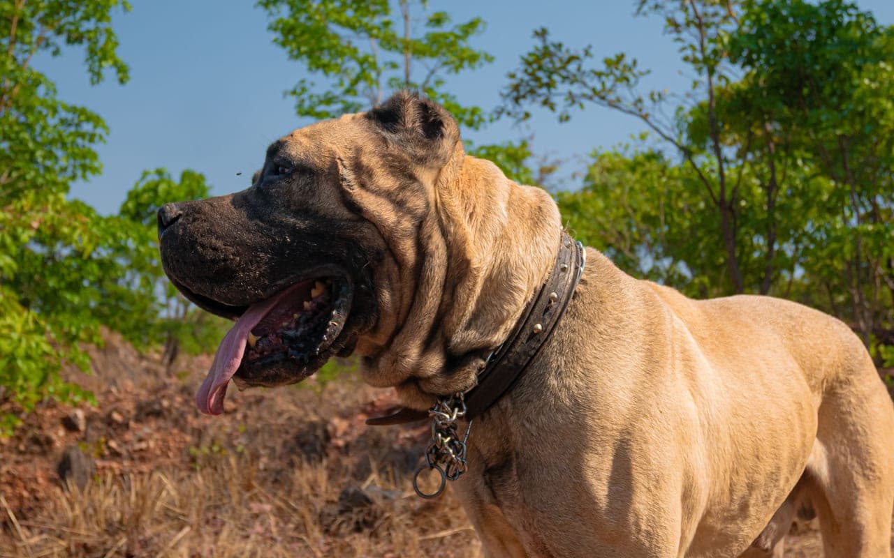 Neapolitan Mastiff — photo by Malama Mushitu (Pexels)