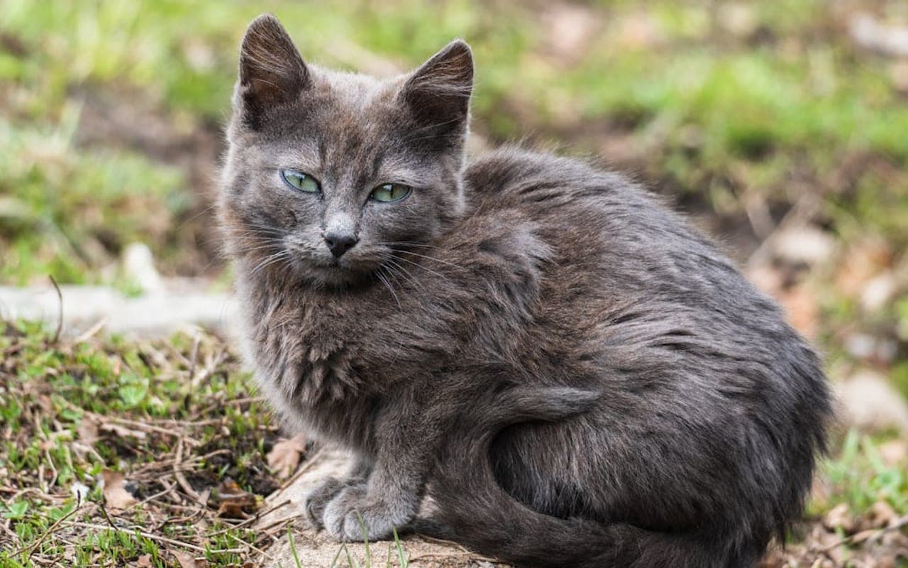 Nebelung cat breed portrait