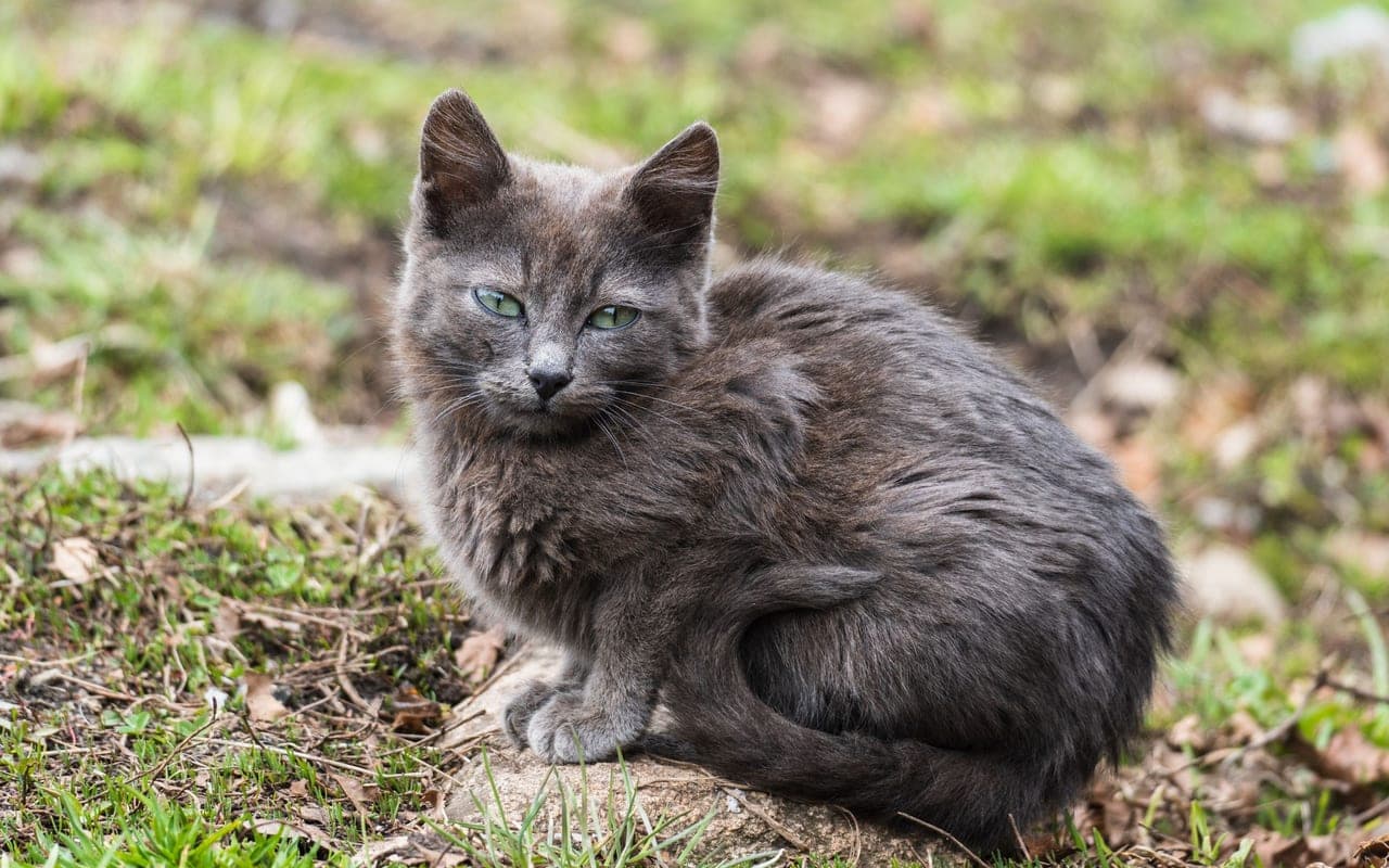Nebelung — photo by Nikola Sivkov (Pexels)