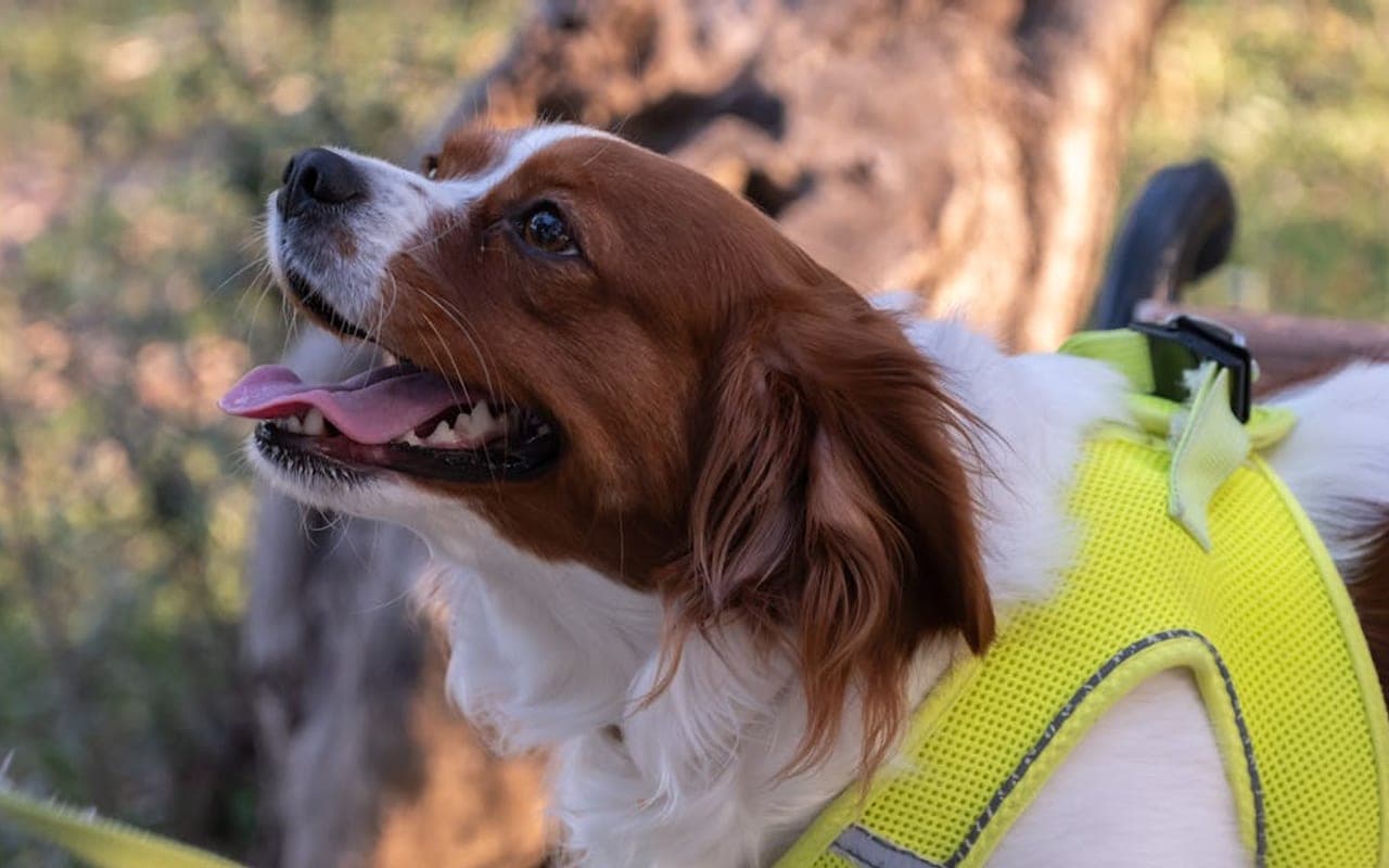 Nederlandse Kooikerhondje