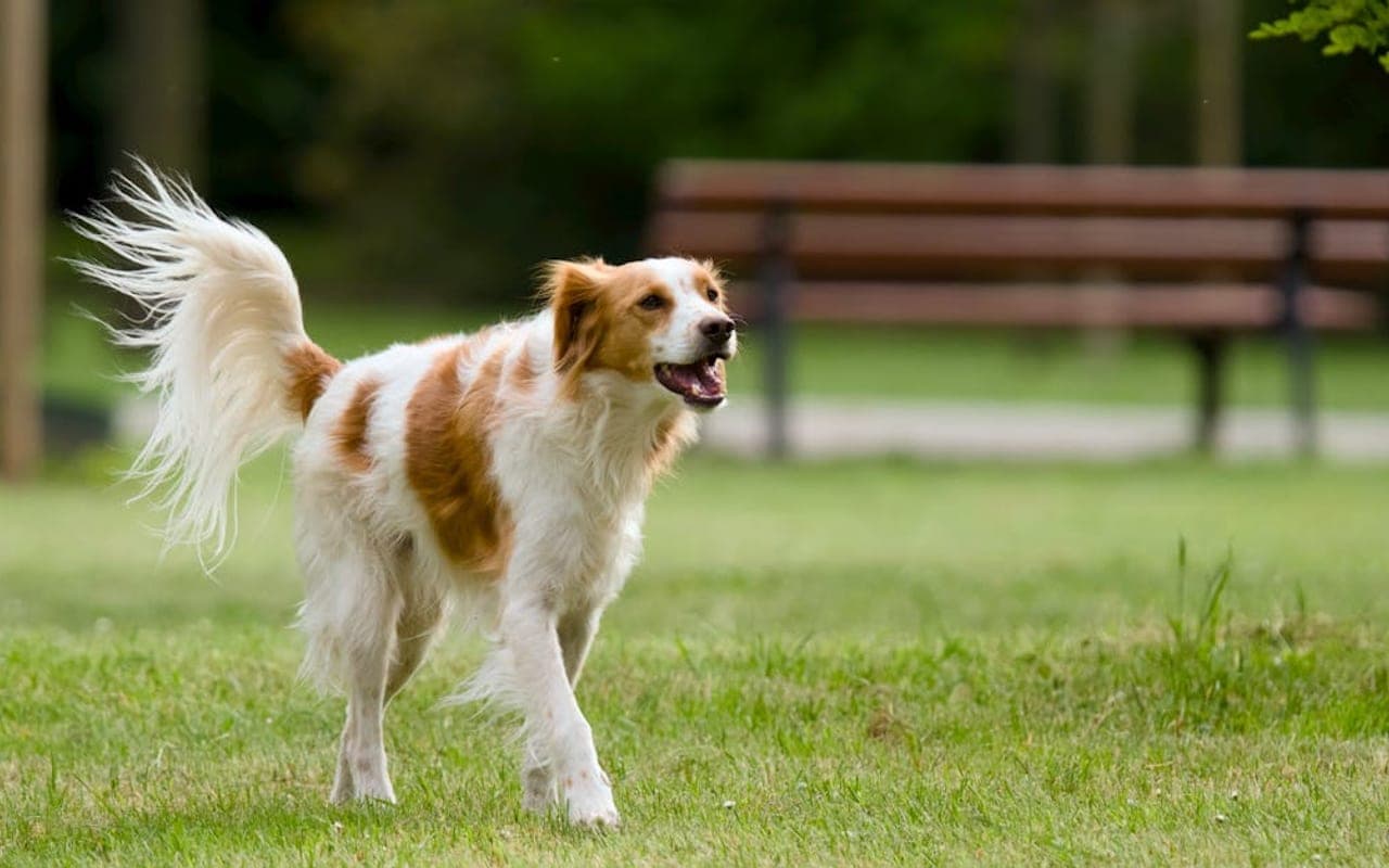 Nederlandse Kooikerhondje — gallery 3