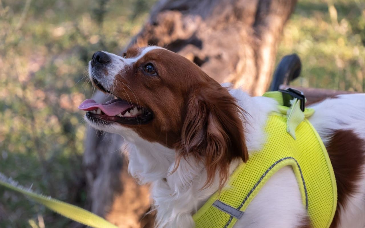 Nederlandse Kooikerhondje — photo by Doğan Alpaslan Demir (Pexels)