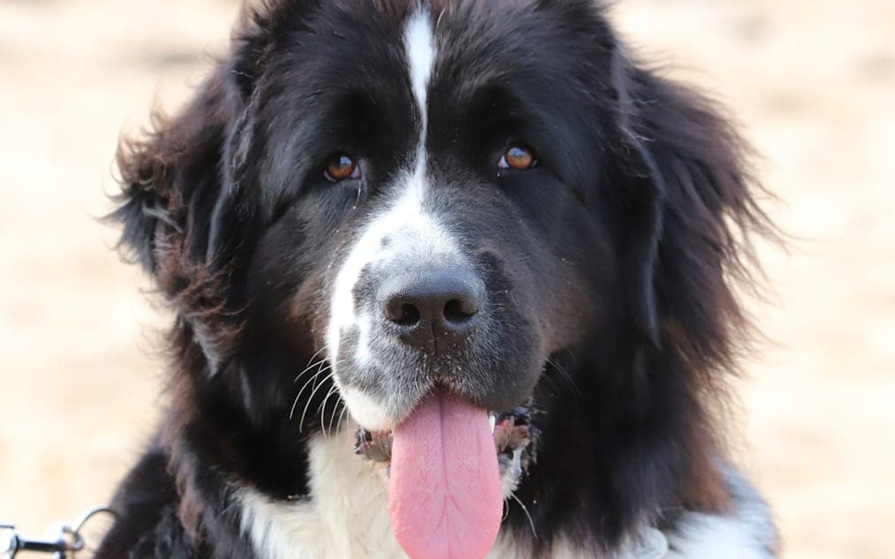 Newfoundland dog breed portrait