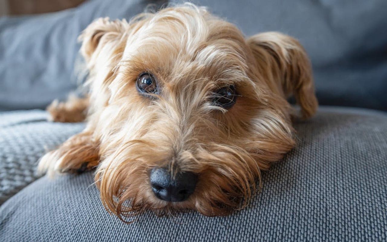 Norfolk Terrier