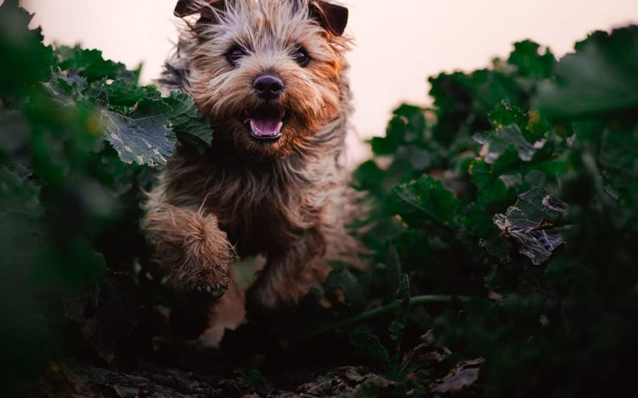 Norfolk Terrier — gallery 2