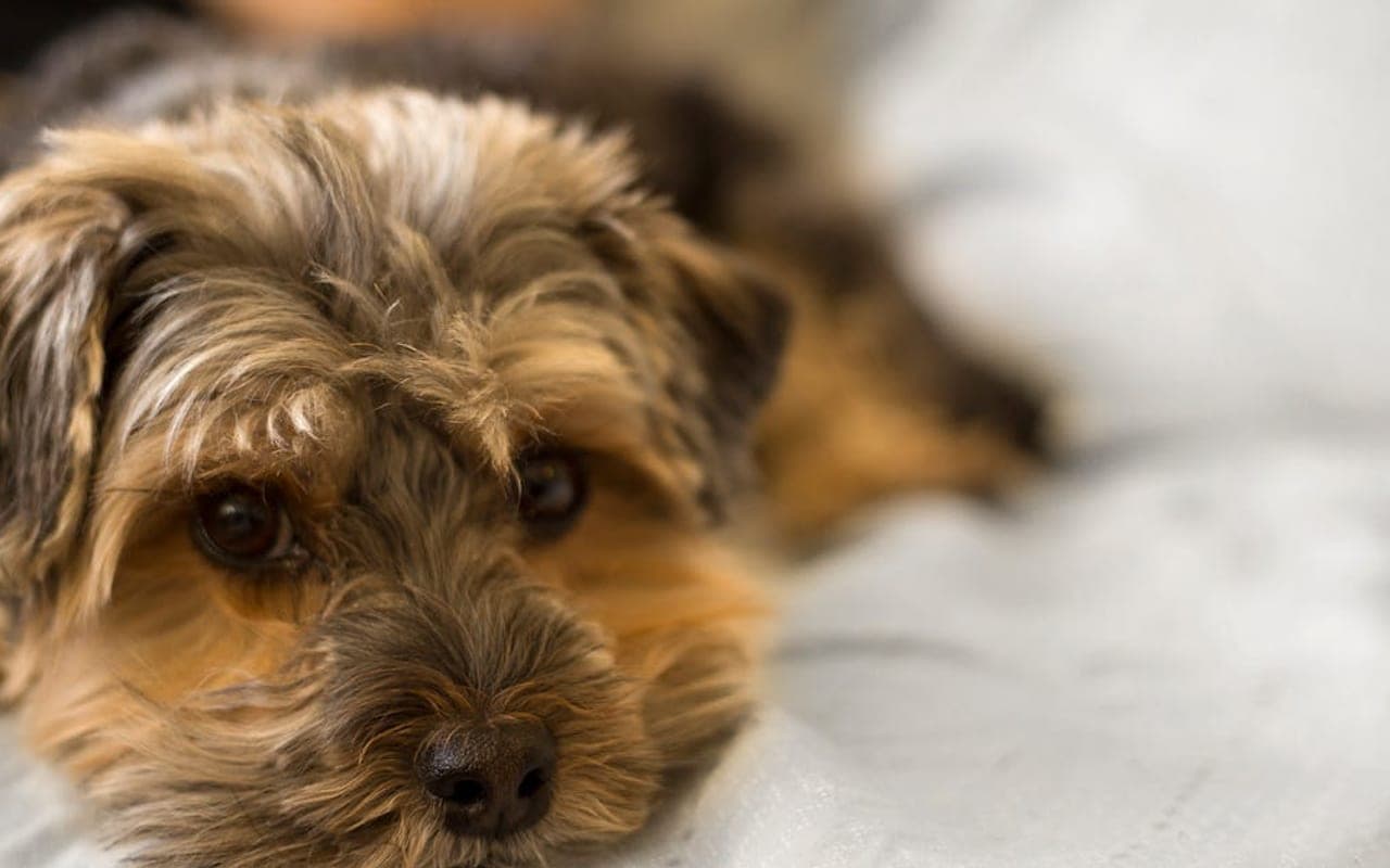Norfolk Terrier — gallery 3