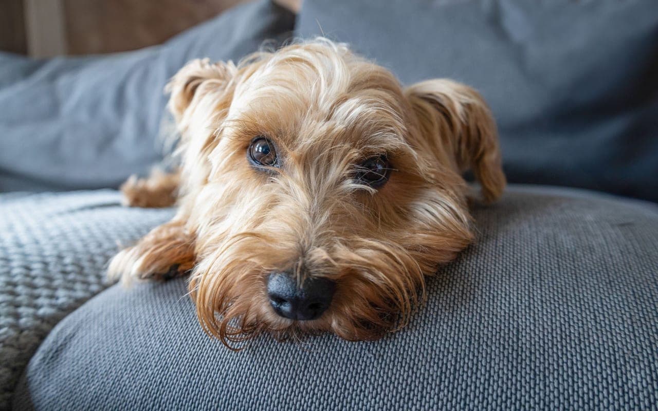 Norfolk Terrier — photo by Rosana Campideli (Pexels)