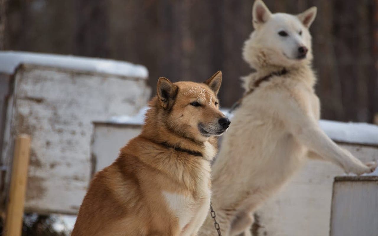 Norrbottenspets — gallery 2
