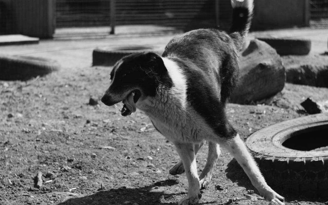 Norrbottenspets — gallery 3