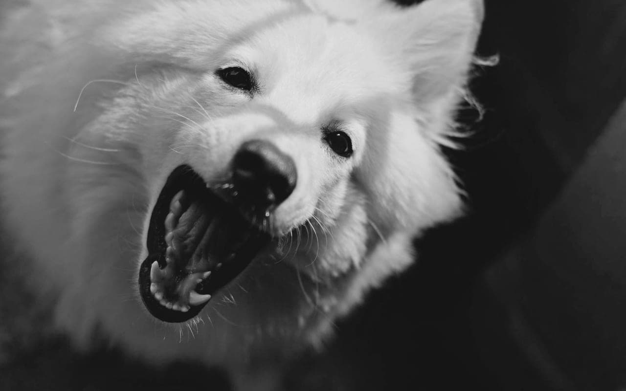Norrbottenspets — photo by Suvan Chowdhury (Pexels)
