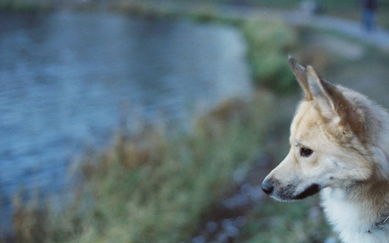 Norwegian Buhund