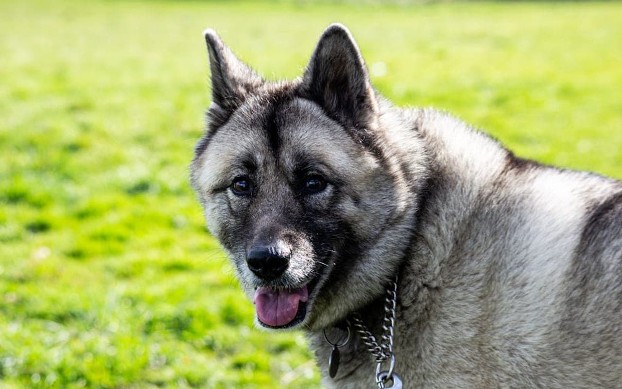 Norwegian Buhund — gallery 2