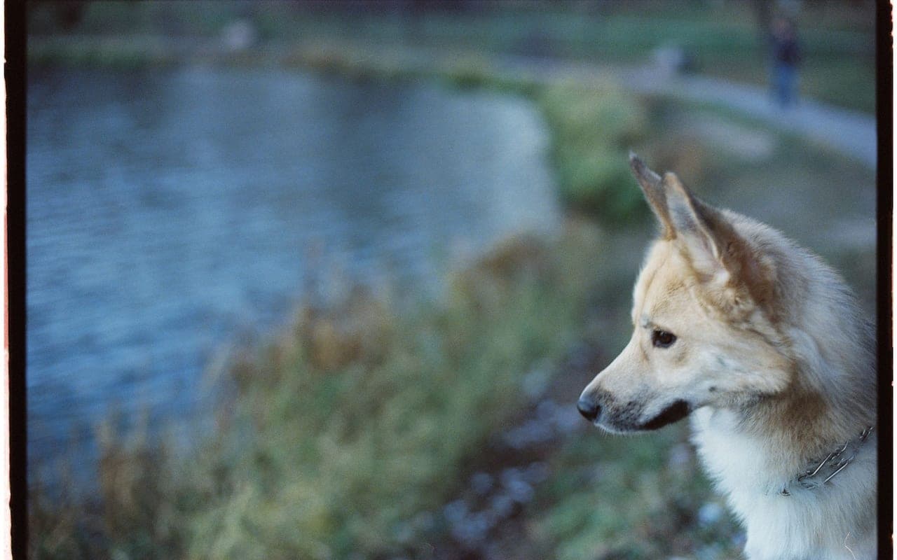 Norwegian Buhund — photo by Nikita Igonkin (Pexels)