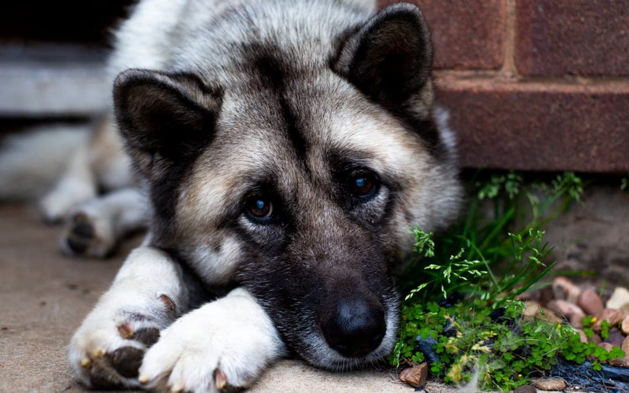 Norwegian Elkhound — gallery 2