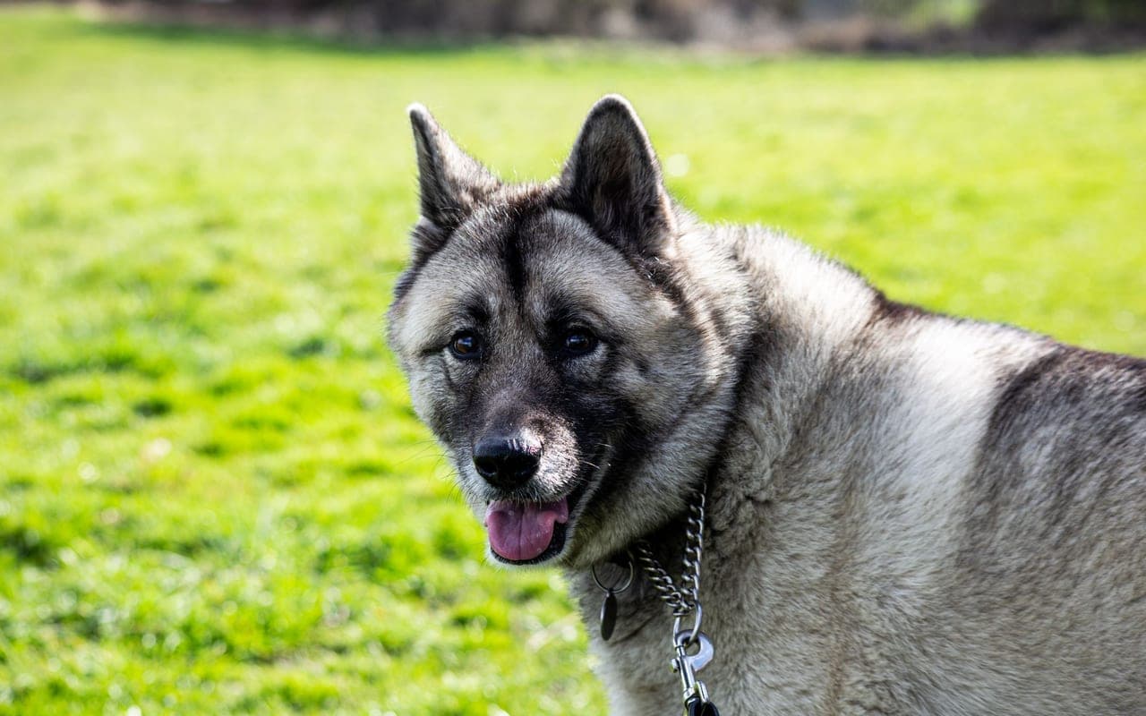 Norwegian Elkhound — photo by William Sutherland (Pexels)